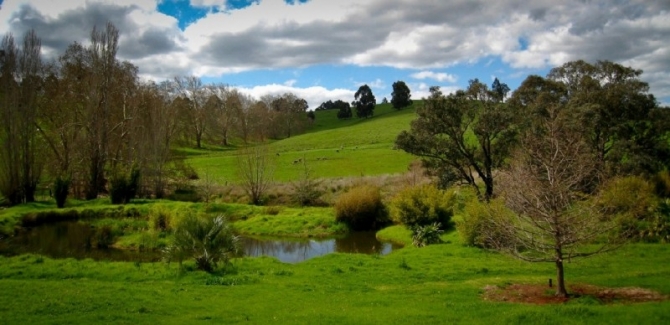 Wander the green hills of Golden Valley Tree Park.