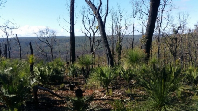 Eight months on the bush starts to regenerate