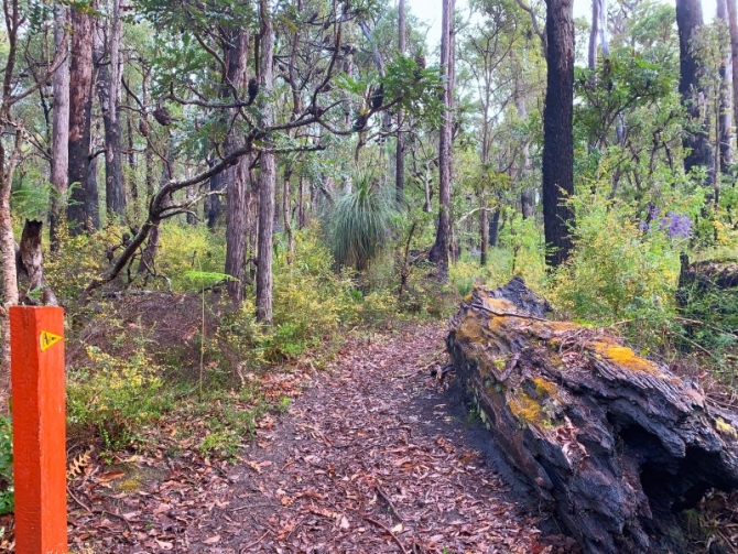 Bibbulmun Track, near Donnelly River