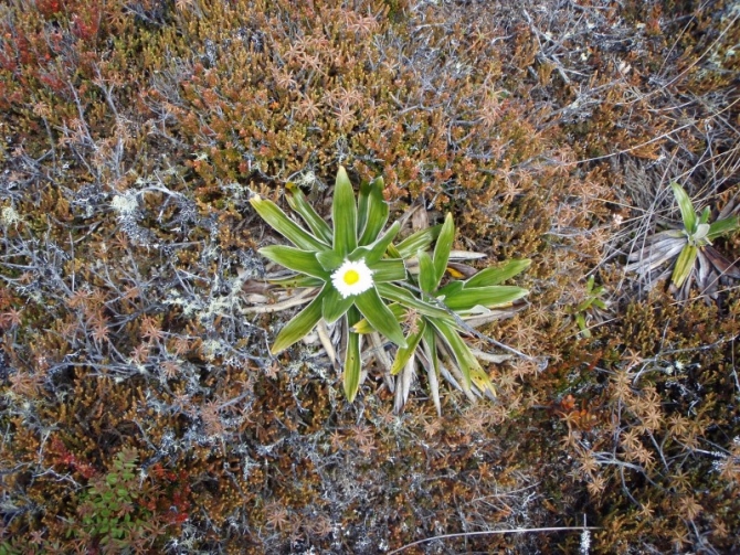 There is some life in the desert.