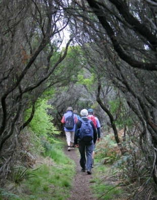 Meandering through the woods.