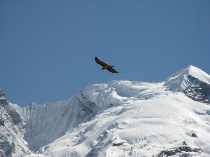 A Lammergeier flying high in the Annapurnas.