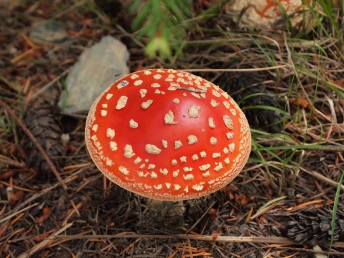 Fungi on the Kepler Track.