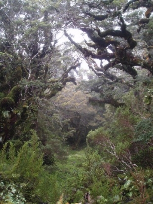 The Ancient Forests mystical quality.