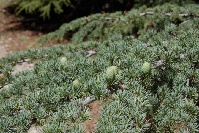 Cedars of God Fir Cones that point upward.