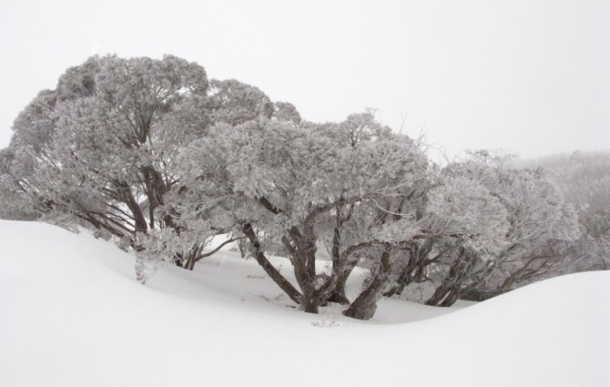Snowgums.