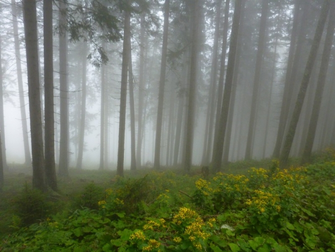 Misty forest in Kreither Alm