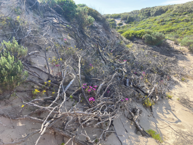Brushing applied to dune face in 2020 has aided regrowth and rehabilitation