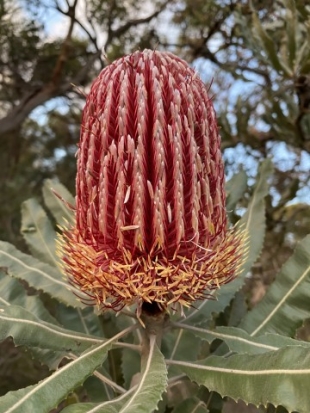 The firewood banksia, bulgalla (Banksia menziesii)