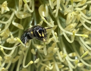 A female banksia bee in search of pollen and nectar.