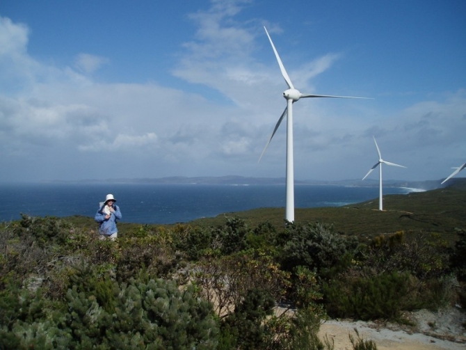 The blades on the wind turbines are 35m long.