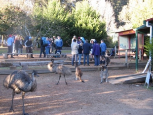 Emus, kangaroos and other wildlife is abundant at Donnelly River Holiday Village.