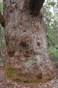 Red Tingle trees are unique to the Walpole area.