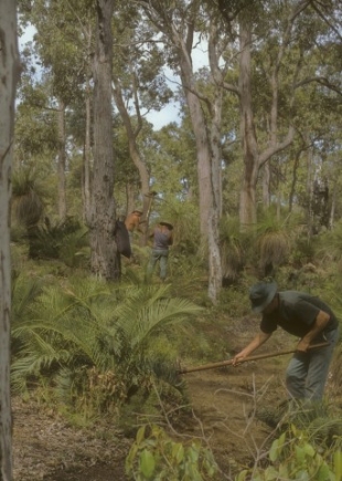 Prisoners clearing the Track near Waalegh campsite.