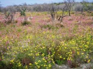 The ‘Showgrounds’ display a mass of colourful wildflowers in spring.