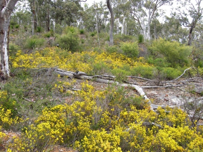 Wattle - Prickly Moses.