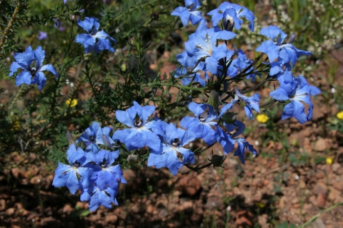 Blue Leschenaultia.