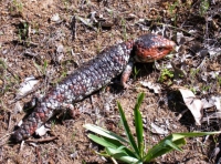 Bobtail Skink