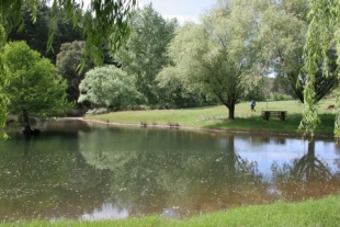 The Golden Valley Tree Park showcases trees from around the world.