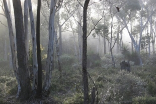 Misty morning in the jarrah forest.