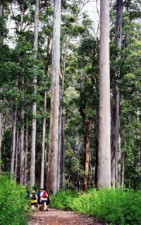 Karri Forest.
