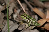 Motor Bike Frog, resident of many pools and rivers.