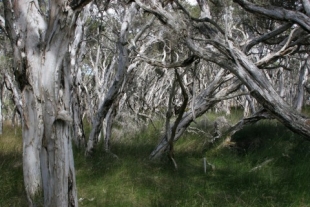 Paperbark trees near Walpole.