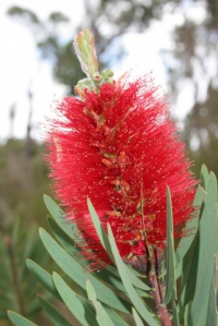 Bottlebrush flower.