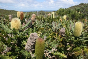 Thickets of coastal banksia.