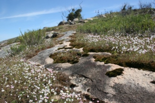 Feather flowers on granite outcrops.