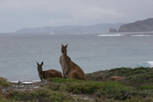 Kangaroos on the south coast.