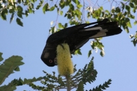 White Tailed Black Cockatoo feeding on banksia.