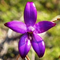 Purple Enamel Orchid - just one of many types of orchid to be found in the south west.