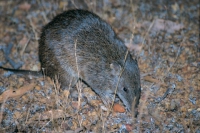 Small native marsupials such as the Quenda (shown here) and the Quokka are growing in numbers again thanks to fox baiting.