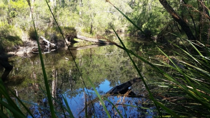 Near Tom Rd Campsite