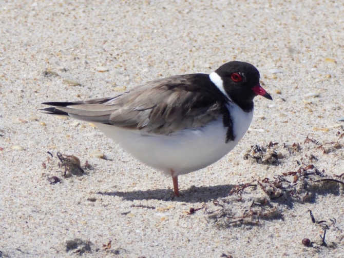 Hooded plover