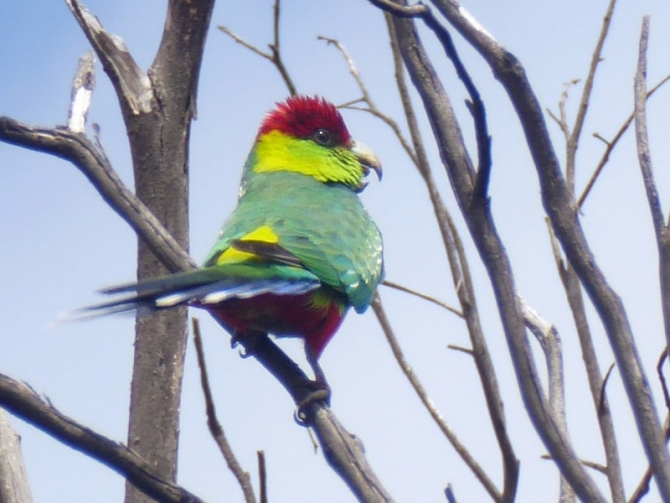 Red Capped Parrot
