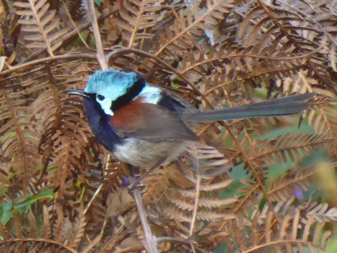Red Winged Fairy Wren