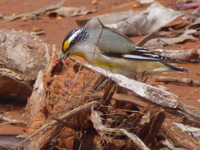 Striated Pardalote