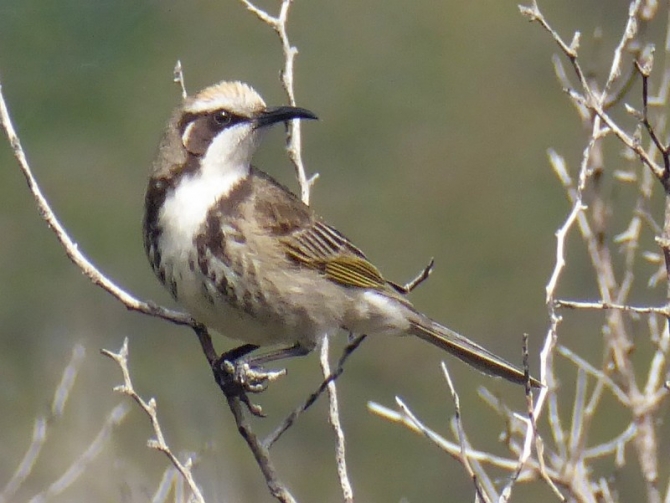Tawny Crowned Honeyeater