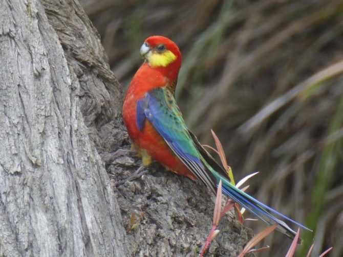 Western Rosella