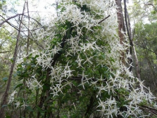 Stunning display of old man’s beard