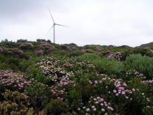 Abundance of wild flowers near the Albany windfarm