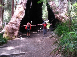 At the giant tingle tree