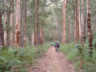 Group of hikers dwarfed by the tall Karri trees on the Bibbulmun Track near One Tree Bridge.