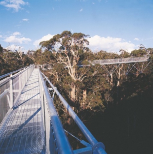 The Track passes by the Valley of the Giants Tree Top Walk, which gives you the chance to have an exciting birds-eye view over the canopy of the forest .