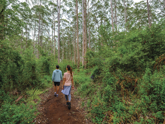 Venture into the towering karri forest.