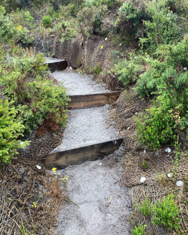 Typical good condition coir mesh with small shrubs emerging.Trackpads topped up.