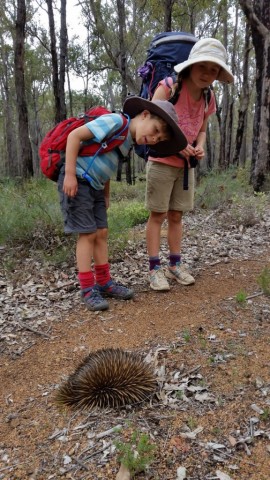 Meeting an Echidna is a highlight